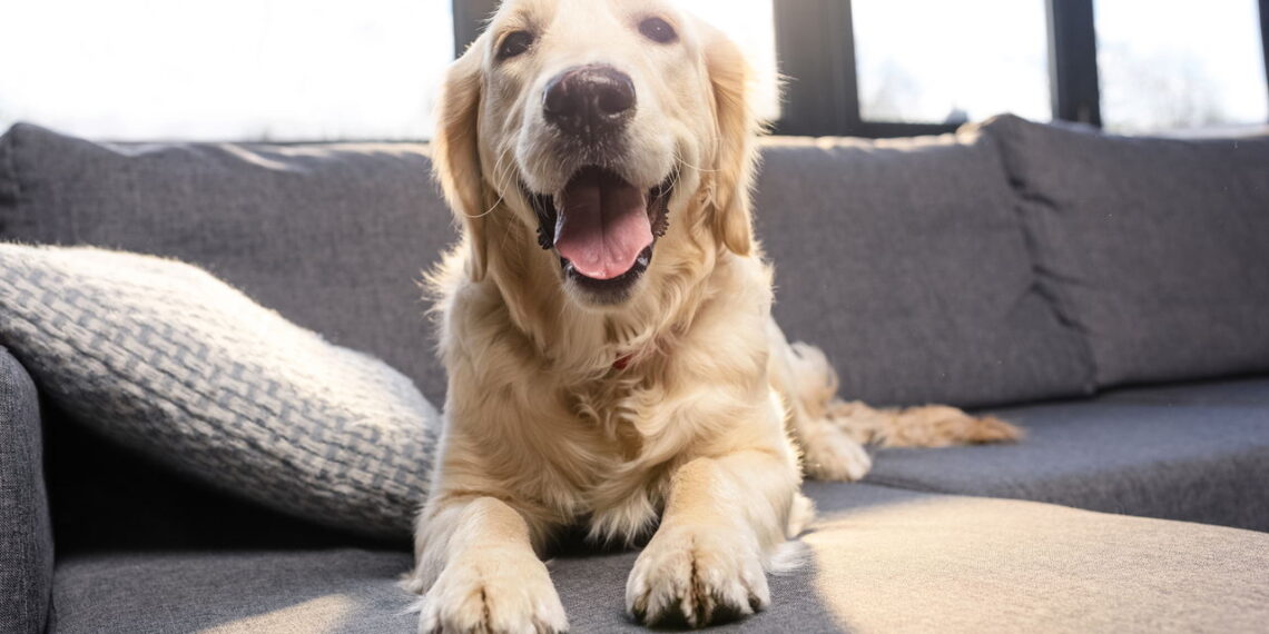 Os nomes mais escolhidos para pets que estão dominando o Brasil