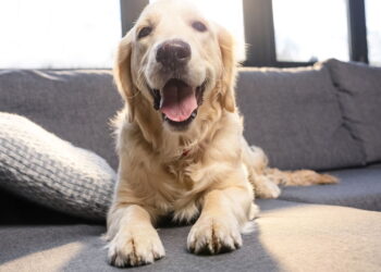Os nomes mais escolhidos para pets que estão dominando o Brasil