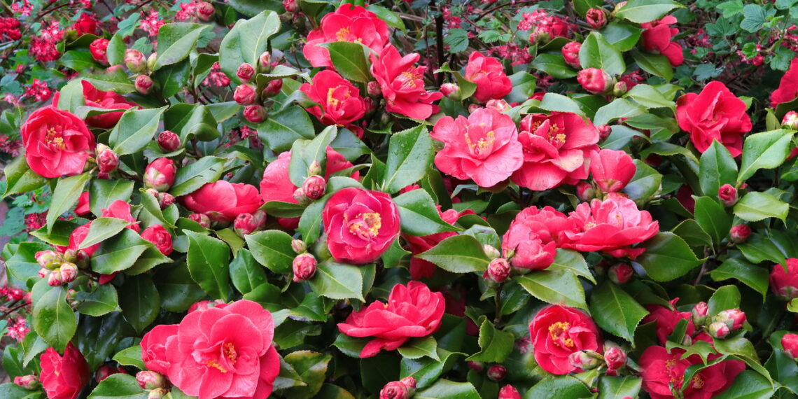 Aprenda a criar um jardim lindo e inesquecível de camélias em casa!