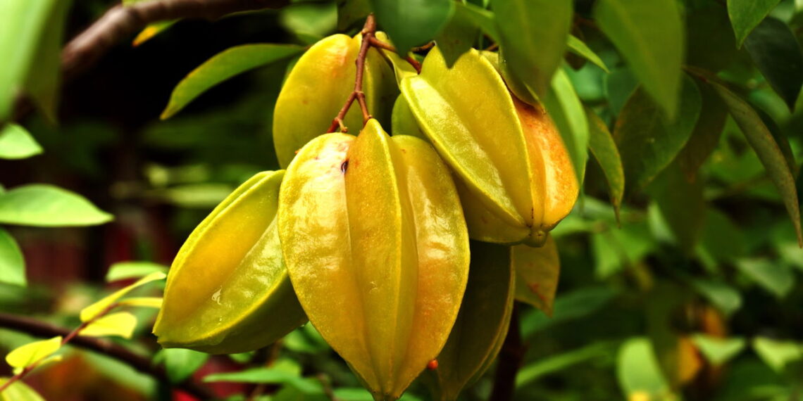 Fruta exótica e versátil agrada pela facilidade no cultivo e adaptação em casa!