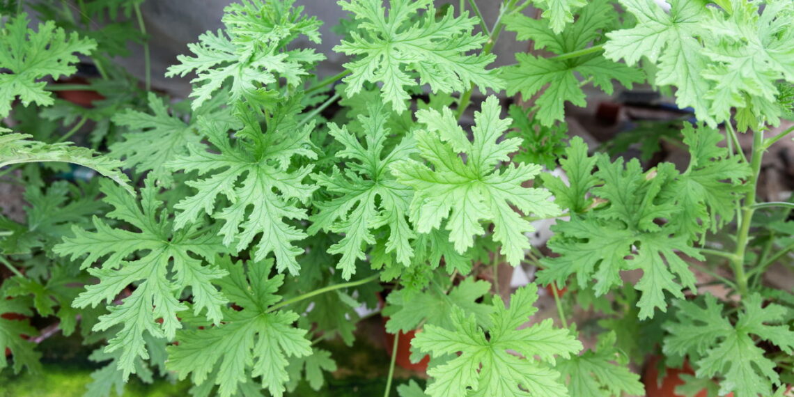 As plantas que afastam abelhas sem prejudicar o equilíbrio do jardim