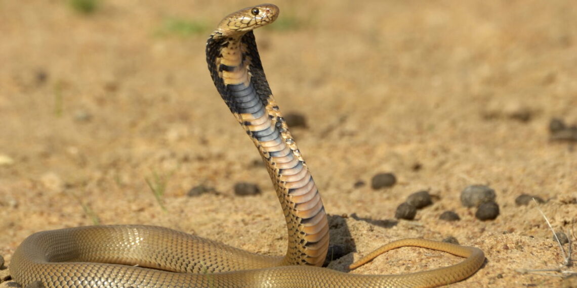Criança encontra cobra enquanto brinca e a morde até a morte. "Ela já havia mordido a cobra e a matado no local"