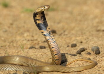 Criança encontra cobra enquanto brinca e a morde até a morte. "Ela já havia mordido a cobra e a matado no local"