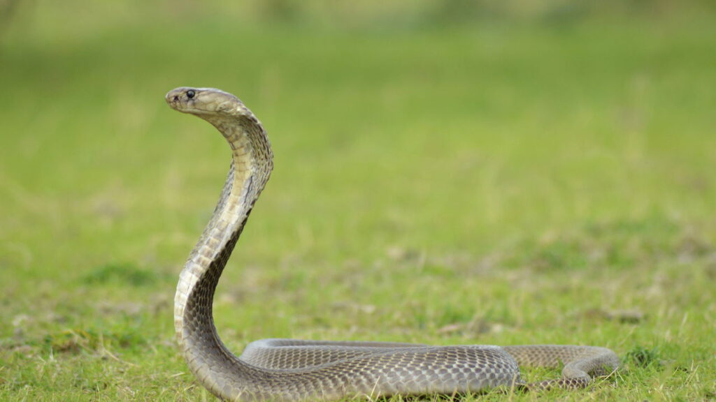 Criança encontra cobra enquanto brinca e a morde até a morte. "Ela já havia mordido a cobra e a matado no local"