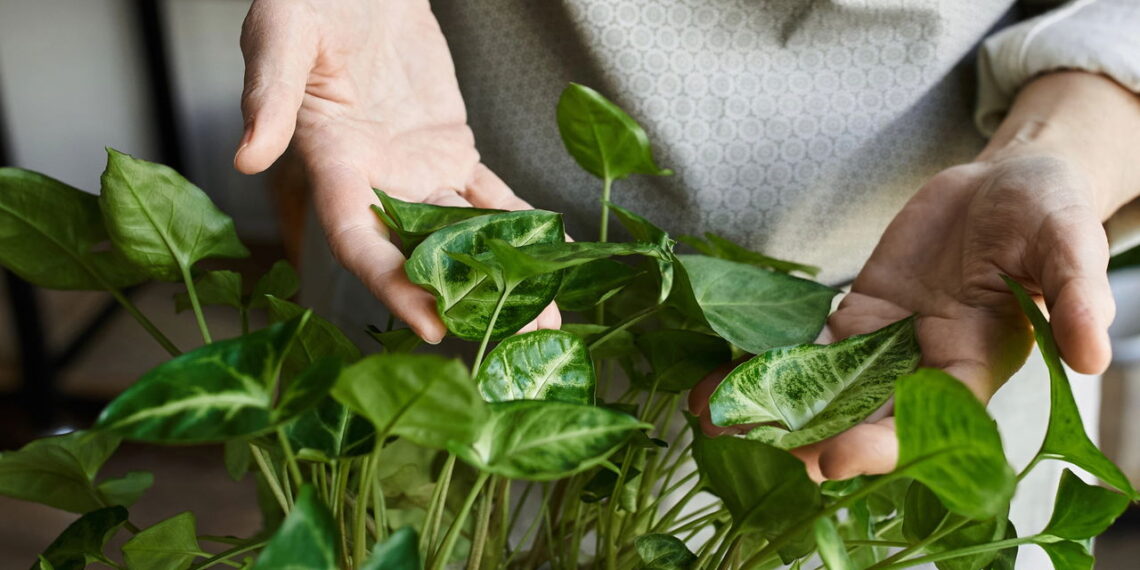 As 6 plantas que você pode estar matando pelo excesso de cuidado