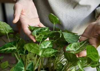 As 6 plantas que você pode estar matando pelo excesso de cuidado