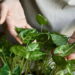 As 6 plantas que você pode estar matando pelo excesso de cuidado