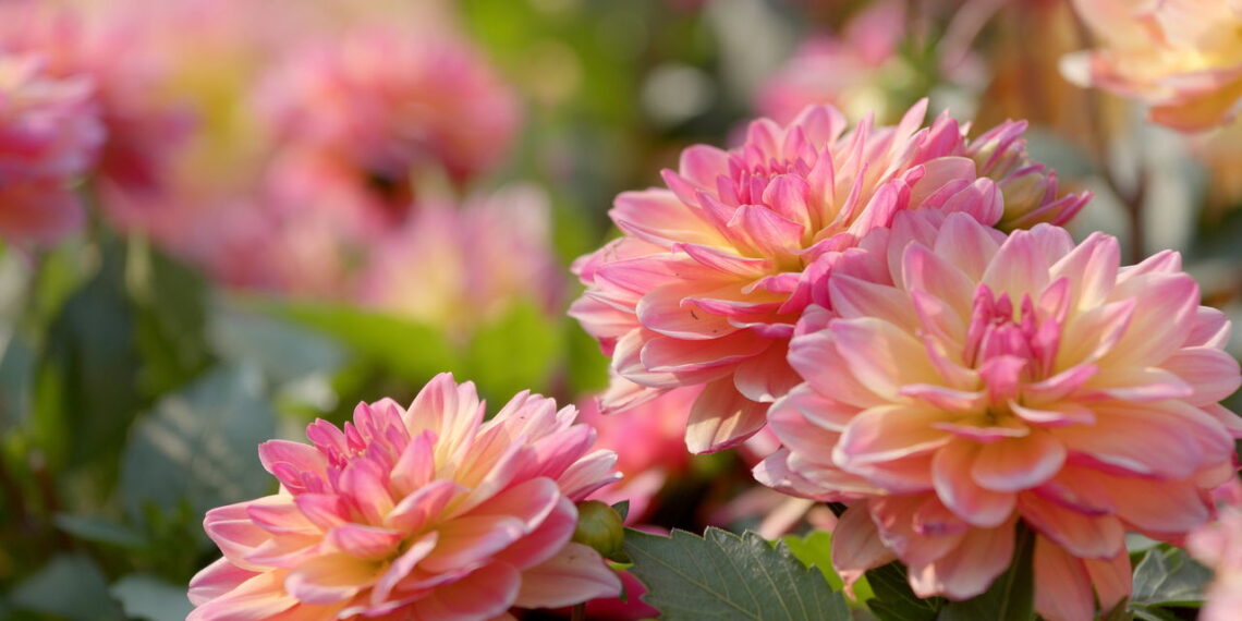 Conheça a flor mexicana que enche os olhos em jardins e arranjos!