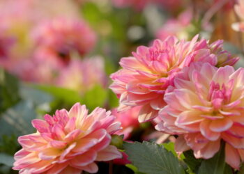 Conheça a flor mexicana que enche os olhos em jardins e arranjos!