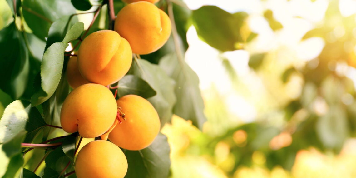 Este guia ensina a cultivar de forma saudável uma fruta muito popular mundialmente