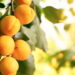 Este guia ensina a cultivar de forma saudável uma fruta muito popular mundialmente