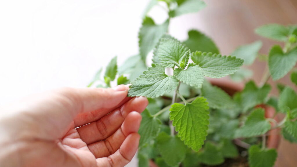 As 4 plantas mais seguras para pets que purificam o ar e afastam insetos