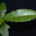 Essa planta está transformando a saúde de quem sofre com o estômago