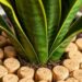 Não é por estética! Saiba por que é recomendado colocar rolhas no solo das plantas e para que serve