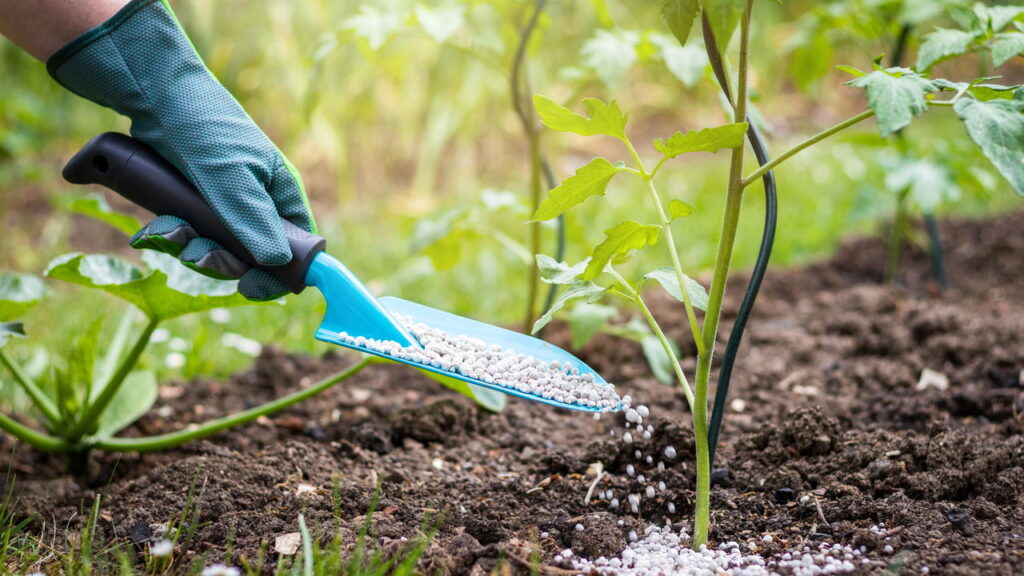 O melhor tipo de fertilizante para deixar seu jardim mais saudável