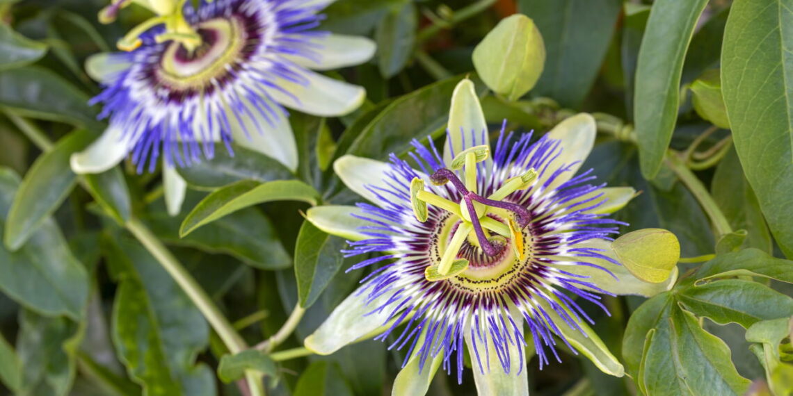 Uma das flores mais fascinantes é fácil de cultivar e não proporciona dificuldade!