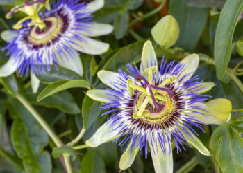 Uma das flores mais fascinantes é fácil de cultivar e não proporciona dificuldade!