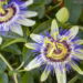 Uma das flores mais fascinantes é fácil de cultivar e não proporciona dificuldade!