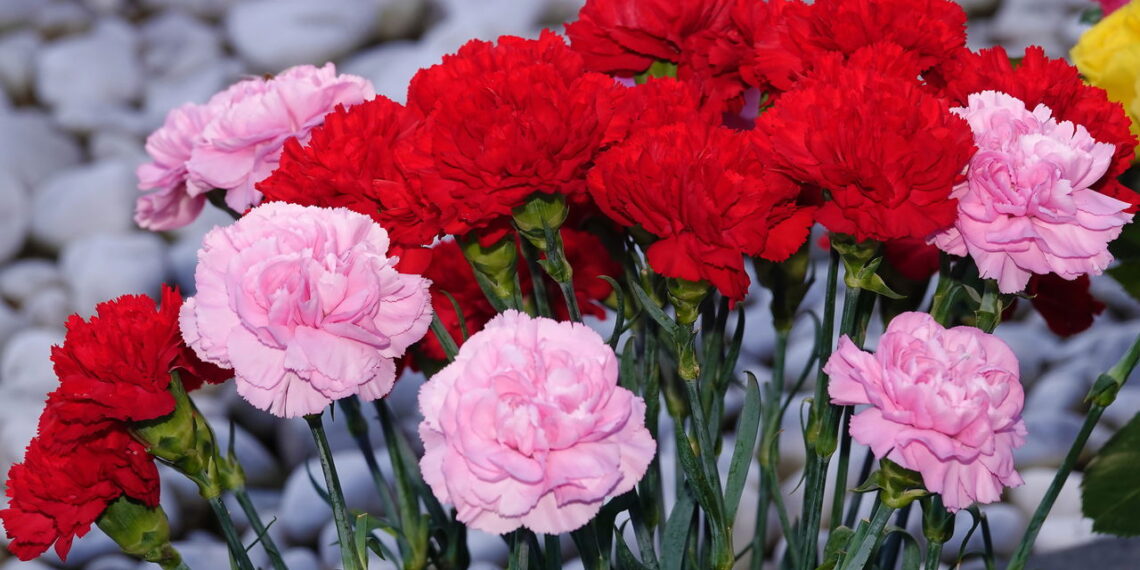 Saiba como destacar seu jardim com flores de cravos cheias de cor e perfume marcante