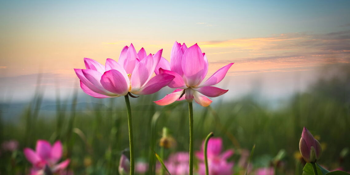 Aprenda a cultivar e cuidar das flores de lótus direto do seu quintal!