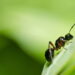 As 3 melhores plantas que matém as formigas bem longe