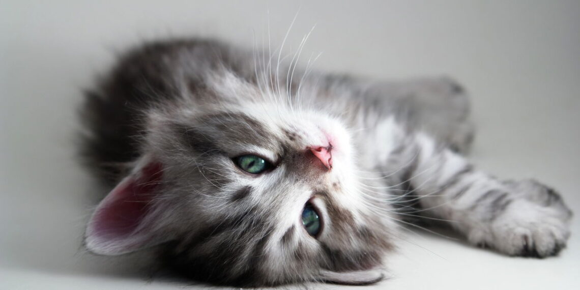 Você quer um gato mas seus pais resistem? Isso pode mudar agora