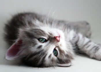 Você quer um gato mas seus pais resistem? Isso pode mudar agora