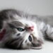Você quer um gato mas seus pais resistem? Isso pode mudar agora