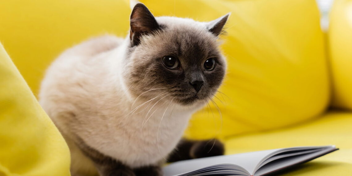 Essa raça de gato virou a queridinha do momento e tem um motivo especial