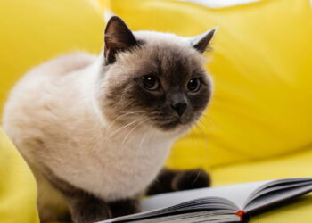 Essa raça de gato virou a queridinha do momento e tem um motivo especial