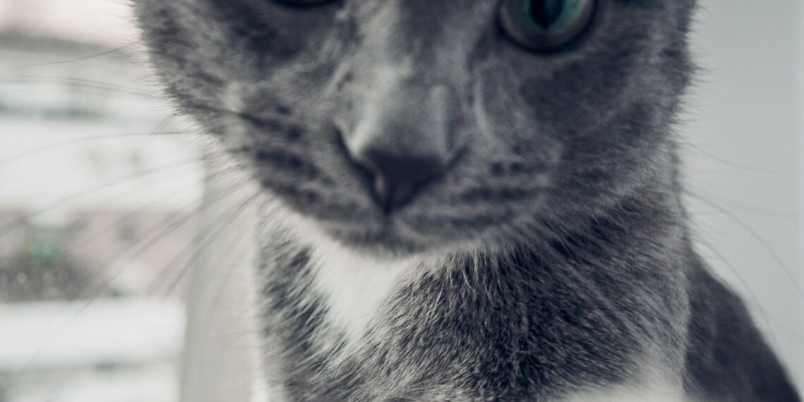 O gato cinza mais lindo do mundo tem olhos verdes hipnotizantes