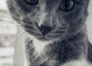 O gato cinza mais lindo do mundo tem olhos verdes hipnotizantes