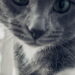 O gato cinza mais lindo do mundo tem olhos verdes hipnotizantes