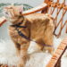 Por que gatos rejeitam coleiras mesmo com todo cuidado?