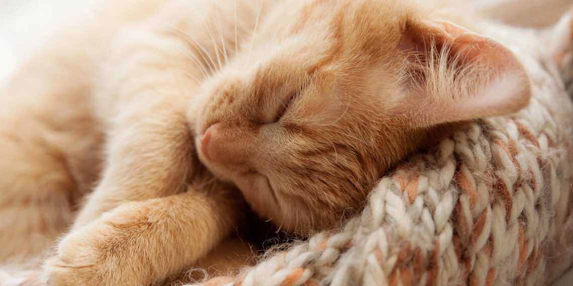 Ter um gato é um dos melhores remédios naturais contra o estresse