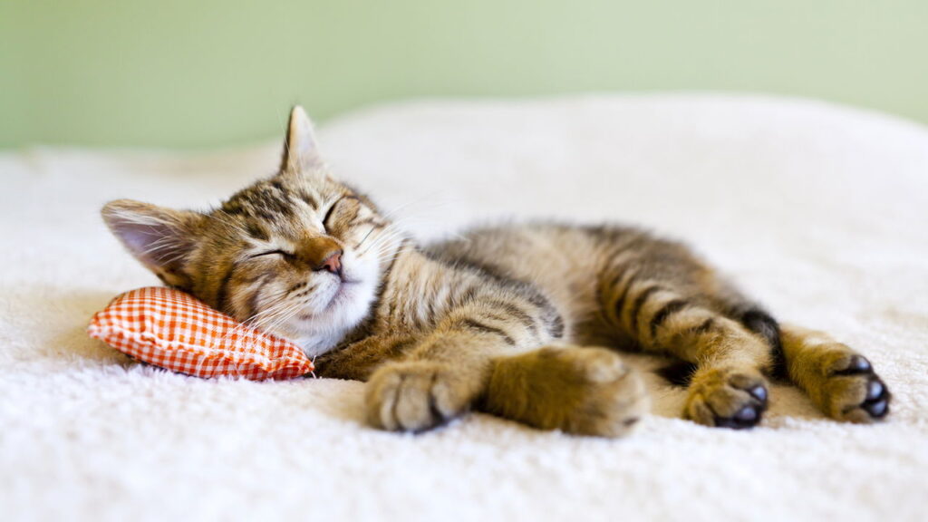 Transforme o cantinho do seu gato com uma cama artesanal irresistível