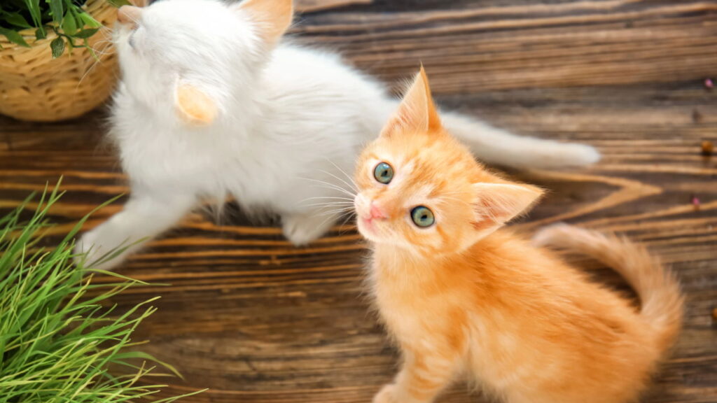 5 cuidados indispensáveis para garantir o bem-estar do seu gato em casa