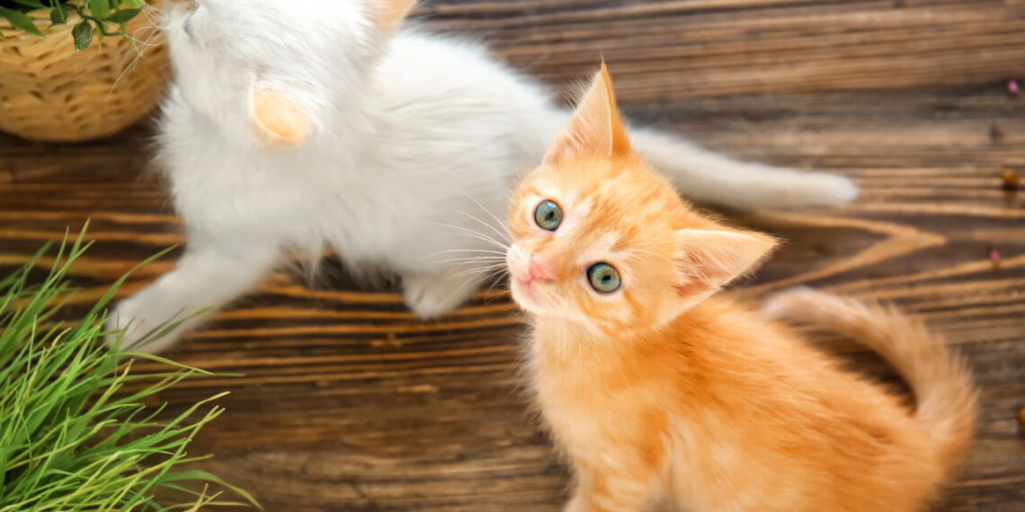 5 cuidados indispensáveis para garantir o bem-estar do seu gato em casa