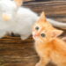 5 cuidados indispensáveis para garantir o bem-estar do seu gato em casa