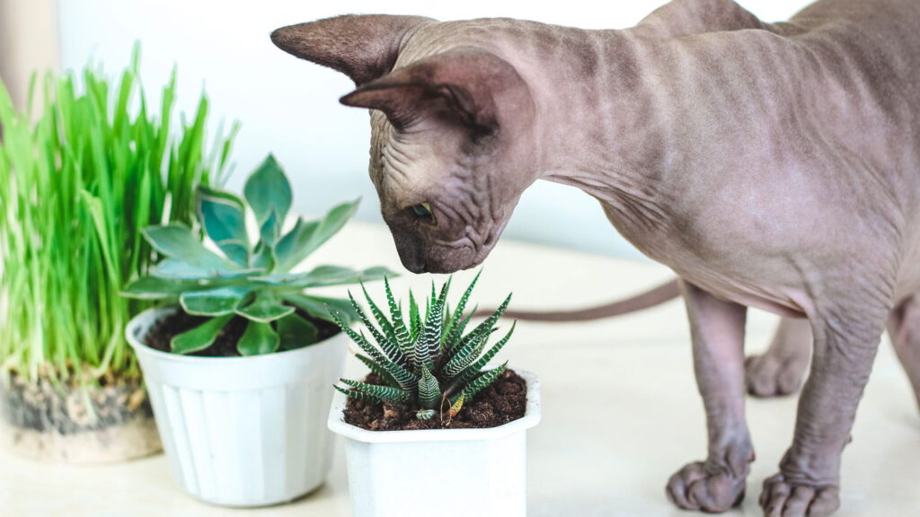 O cacto que está conquistando os lares com pets e virou tendência no paisagismo