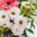 Conheça a flor que além de fácil cultivo vai encantar seu jardim com sua beleza!