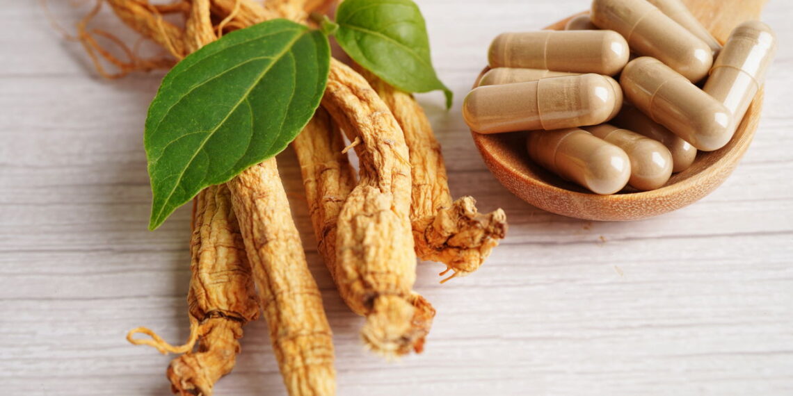 Aprenda a aproveitar os benefícios do ginseng cultivando-o em casa