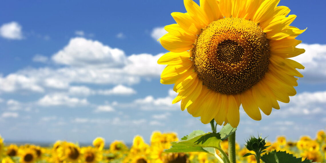 Uma das flores mais charmosas do mundo pode ser cultivada de forma simples!
