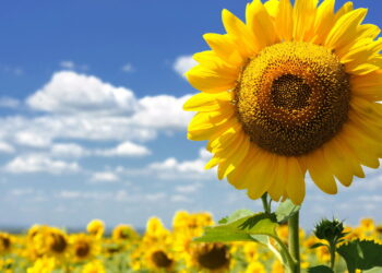Uma das flores mais charmosas do mundo pode ser cultivada de forma simples!