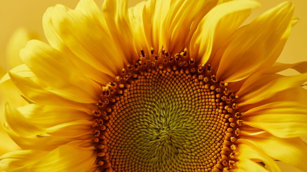 As plantas que adoram sol e crescem muito mais rápido