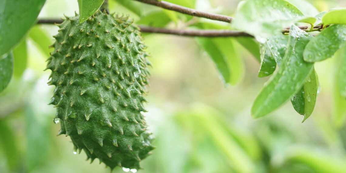Veja os melhores motivos e métodos para cultivar graviola em seu quintal