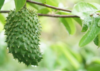 Veja os melhores motivos e métodos para cultivar graviola em seu quintal
