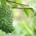 Veja os melhores motivos e métodos para cultivar graviola em seu quintal