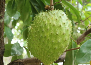 Essa fruta conquista o mundo com seu sabor delicioso e é fácil de cultivar em casa