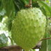 Essa fruta conquista o mundo com seu sabor delicioso e é fácil de cultivar em casa